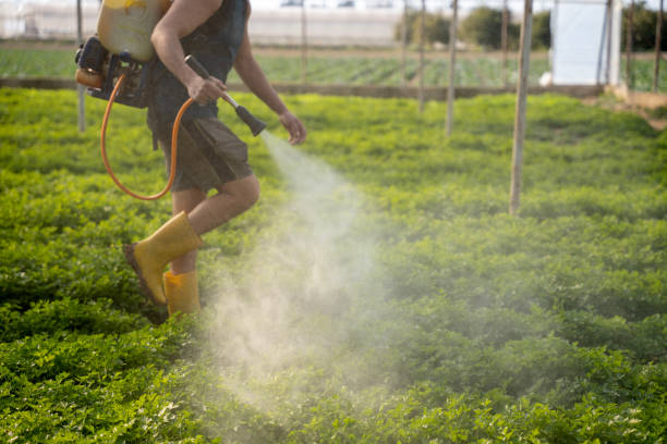 Best Insect Control  in Coeur Dalene, ID